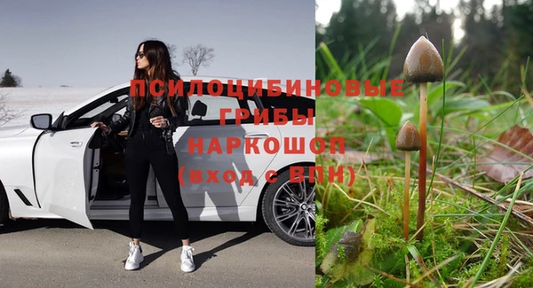 прущие грибы Аркадак
