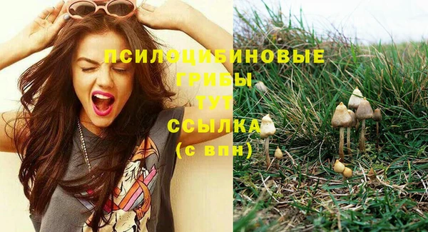 прущие грибы Аркадак